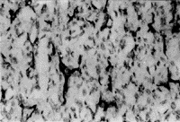 0901.gif (10384 bytes)