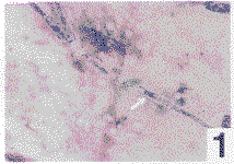 1801.gif (9022 bytes)