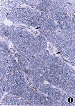 0143.gif (18872 bytes)