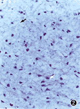 0144.gif (13085 bytes)