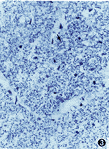 0145.gif (13282 bytes)