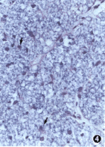 0146.gif (18588 bytes)