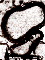 0148.gif (14172 bytes)