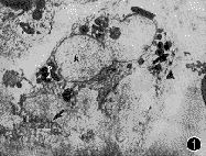 0119.gif (7204 bytes)