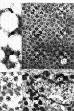 78-2.gif (10168 bytes)