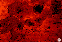 84-1.gif (8657 bytes)