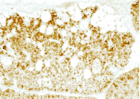 112-3.gif (8722 �ֽ�)