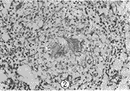 138-2.gif (6781 bytes)