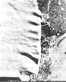 138-3.gif (5084 bytes)