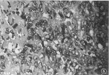 t88-6.gif (24519 bytes)