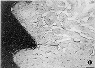 07.gif (10995 bytes)