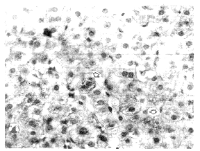 224-1.gif (43972 bytes)