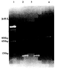 t125-1.gif (5951 bytes)