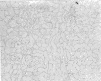 t20401.gif (7394 �ֽ�)