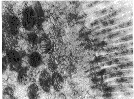 �����Ի���|��΢�ṹ|����/�����Ի��㻼�߿ճ�ճĤ��΢�ṹ�ı�����չ��ܵ�Ӱ��//