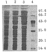 0704.gif (7274 bytes)