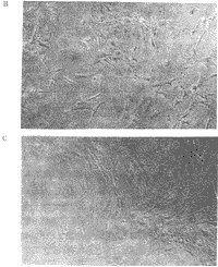 376-1.gif (11347 字节)