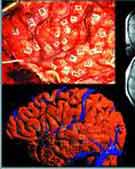 ����������ͼ��//