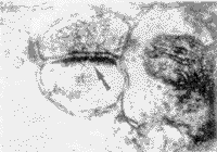 t211-2.gif (4943 bytes)