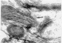 t212-2.gif (5506 �ֽ�)