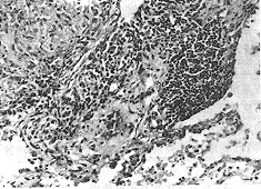 59-2.gif (50846 bytes)