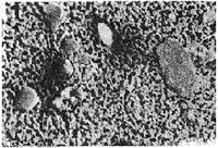 31-1.gif (9340 bytes)