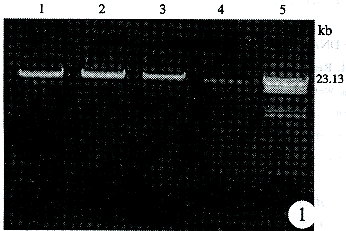 1501a.gif (7072 �ֽ�)