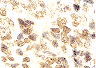 1902.gif (18143 �ֽ�)