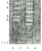 175-4.gif (8281 �ֽ�)