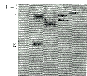 175-5.gif (6865 �ֽ�)