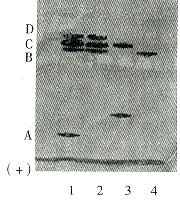 175-6.gif (7503 �ֽ�)