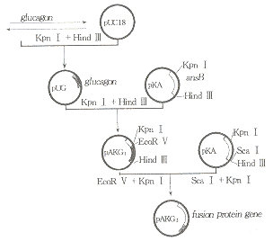 76-1.gif (4778 字节)