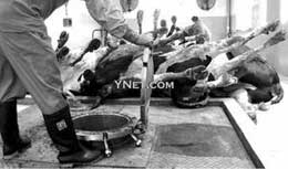 ����83ͷ�����ţ���塰��������(ͼ)//