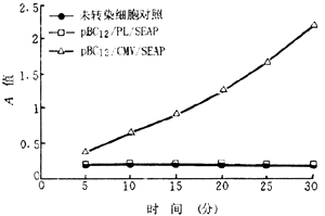 40-4.gif (9221 bytes)