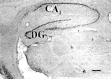 t195-1.gif (9112 bytes)