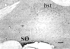 t195-2.gif (9651 bytes)