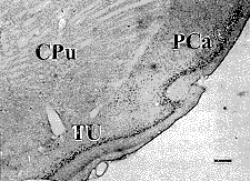 t195-4.gif (9975 bytes)