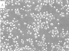 87-4.gif (13168 �ֽ�)