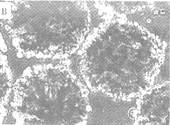 87-5.gif (13440 �ֽ�)