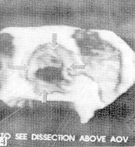 19-4.gif (45876 bytes)