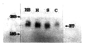 t26-1.gif (8124 bytes)