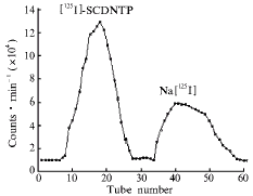 575.gif (2775 bytes)