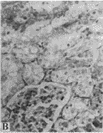 416-3.gif (6524 bytes)