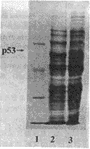 387.gif (5355 bytes)