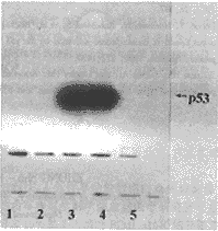 387-2.gif (7433 bytes)