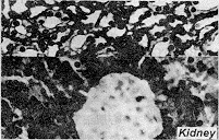 29.gif (11763 bytes)