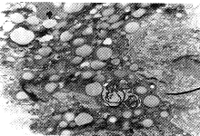 124-1.gif (39399 bytes)