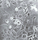 t37-1.gif (6693 bytes)