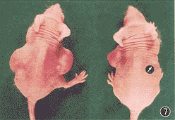 t37-4.gif (16925 bytes)