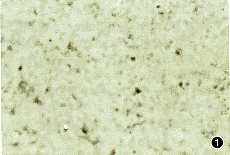 0201.gif (10471 bytes)